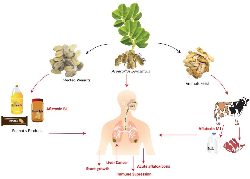 Mycotoxins